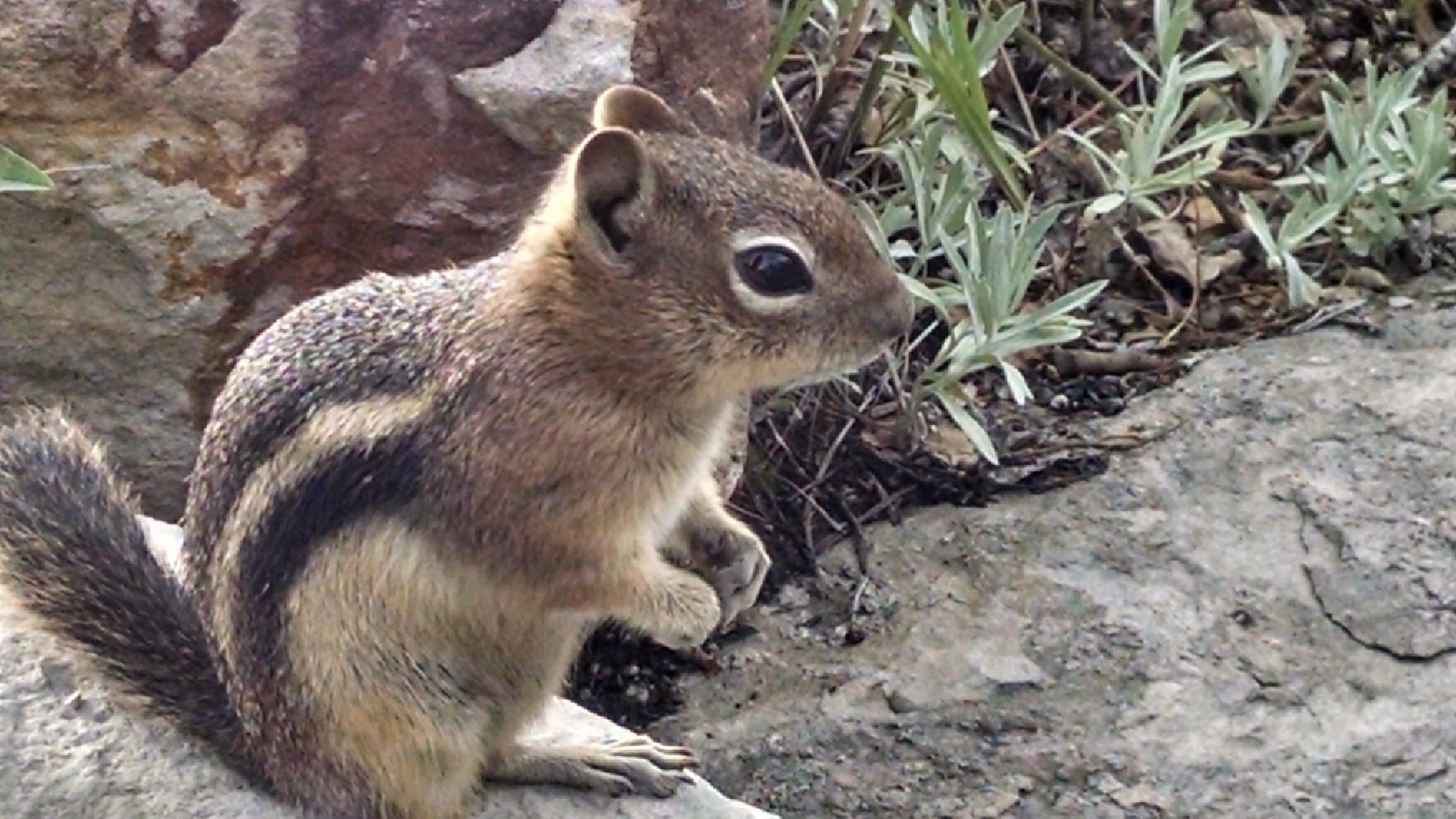 Chipmunk on a rock