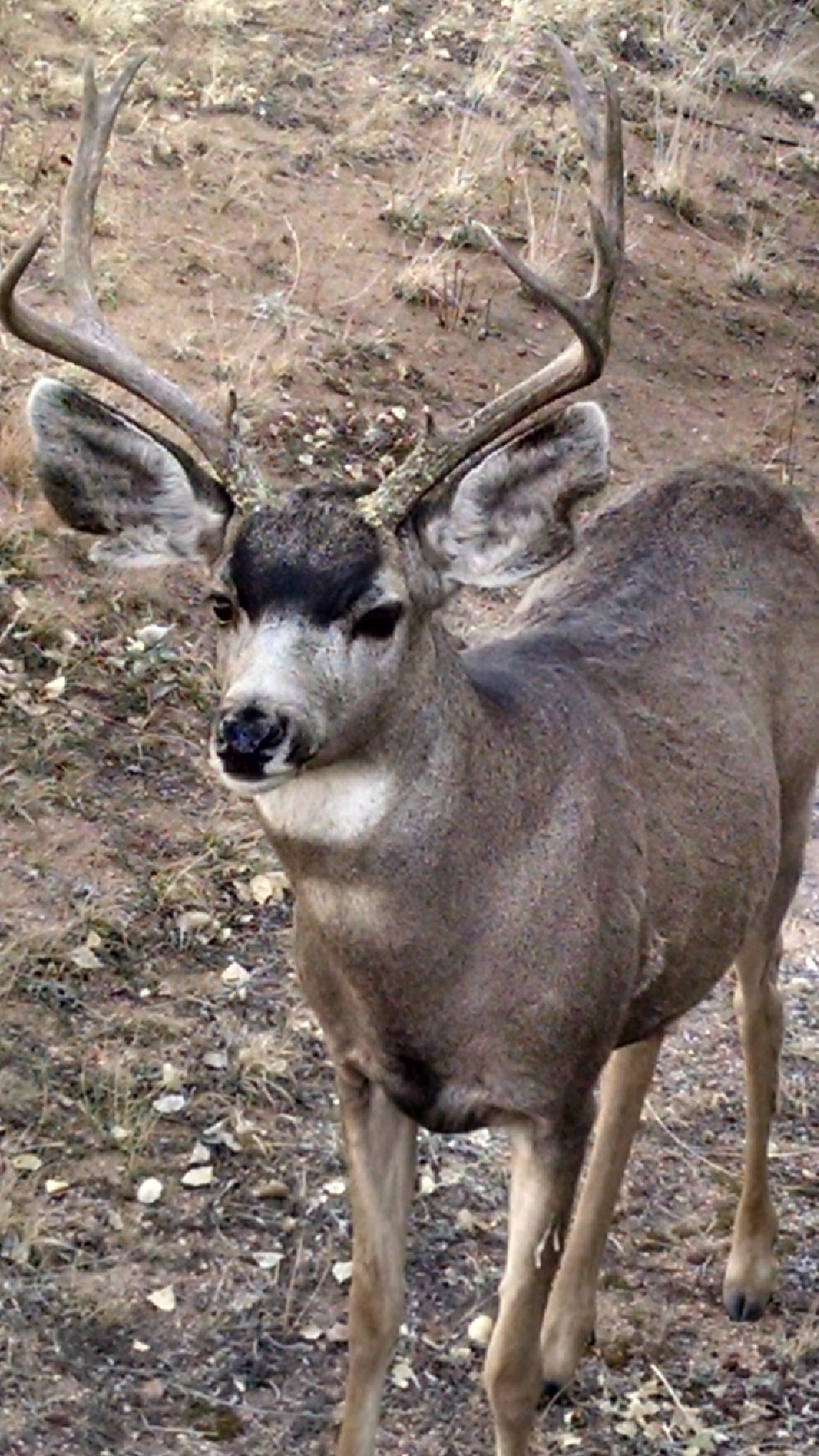 Mule deer buck