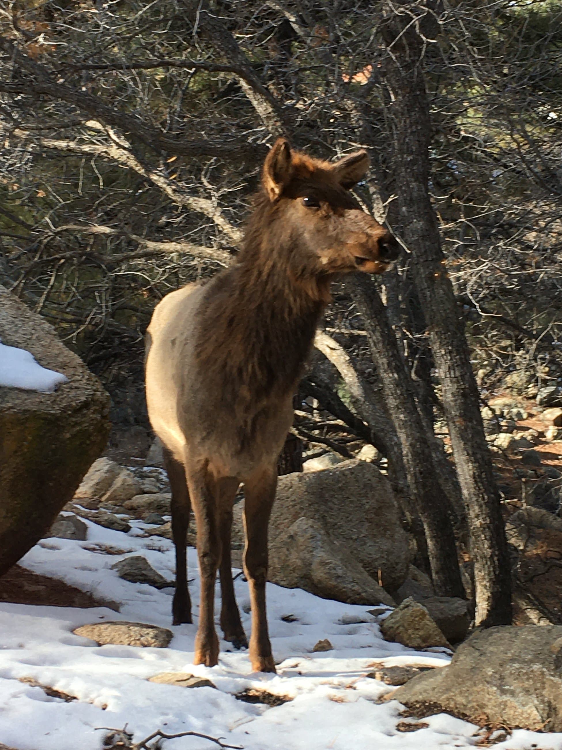 Elk standing in snowy woods