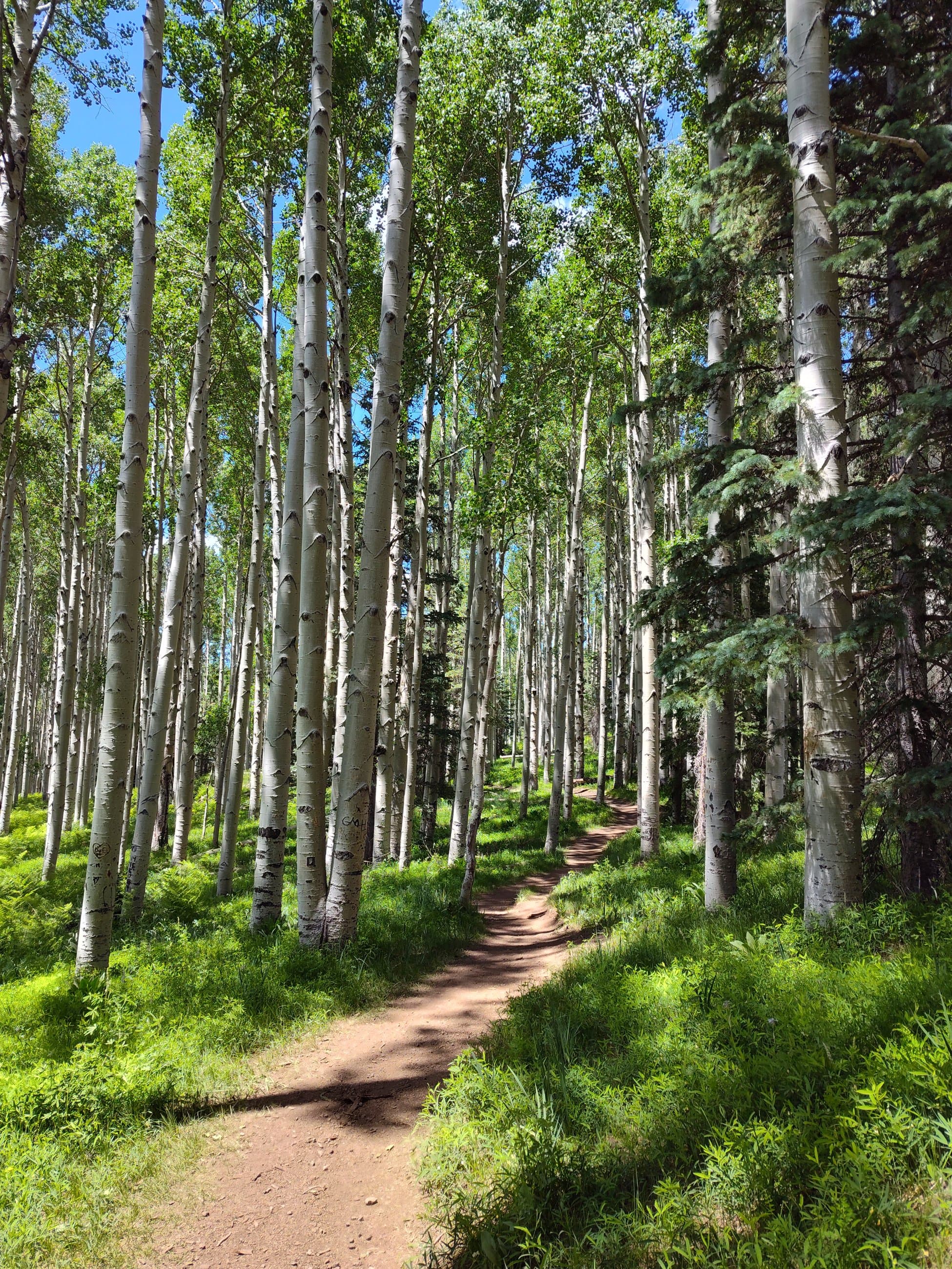 Green aspen-lined trail