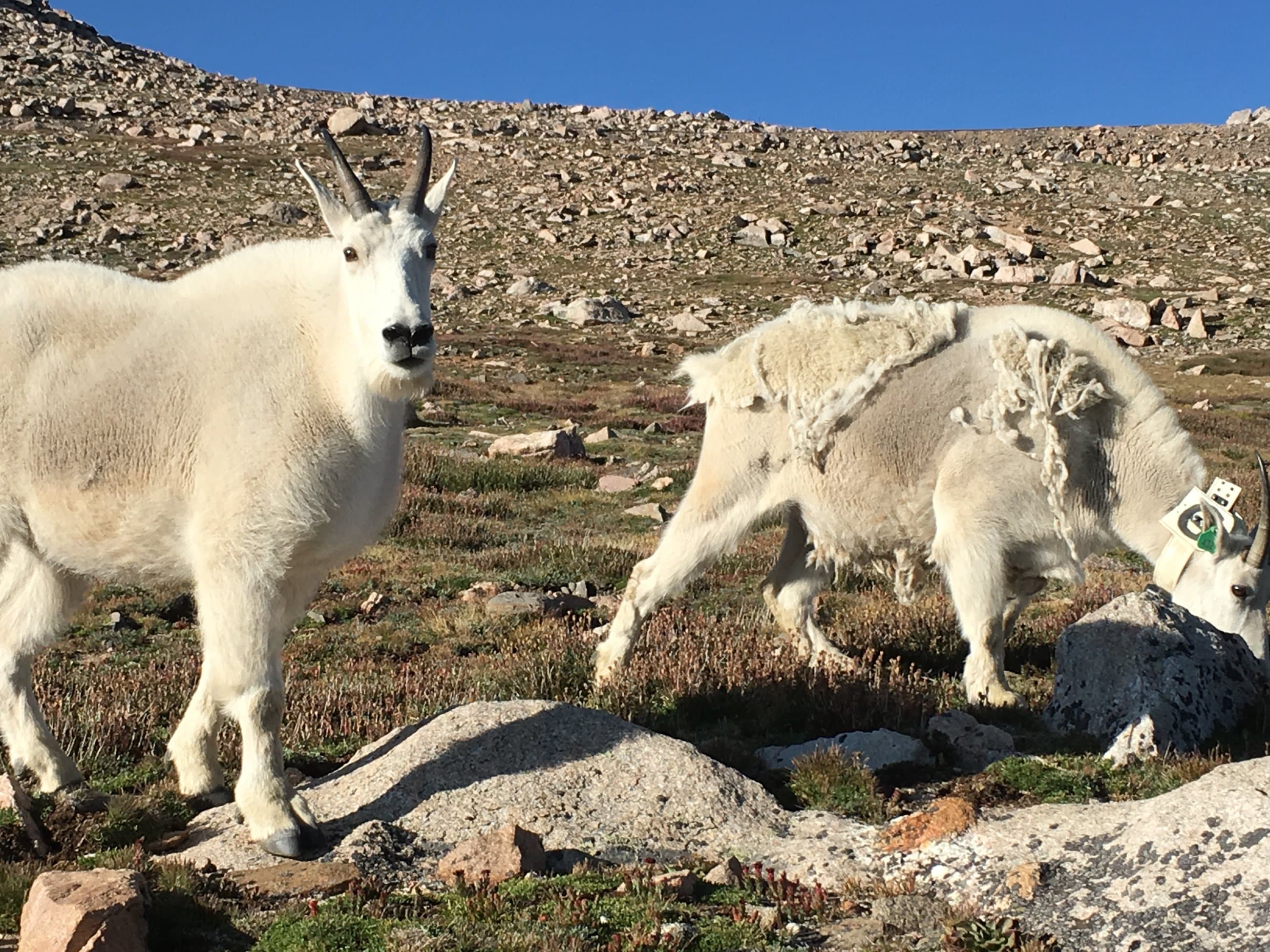 Mountain goats on rocky slope