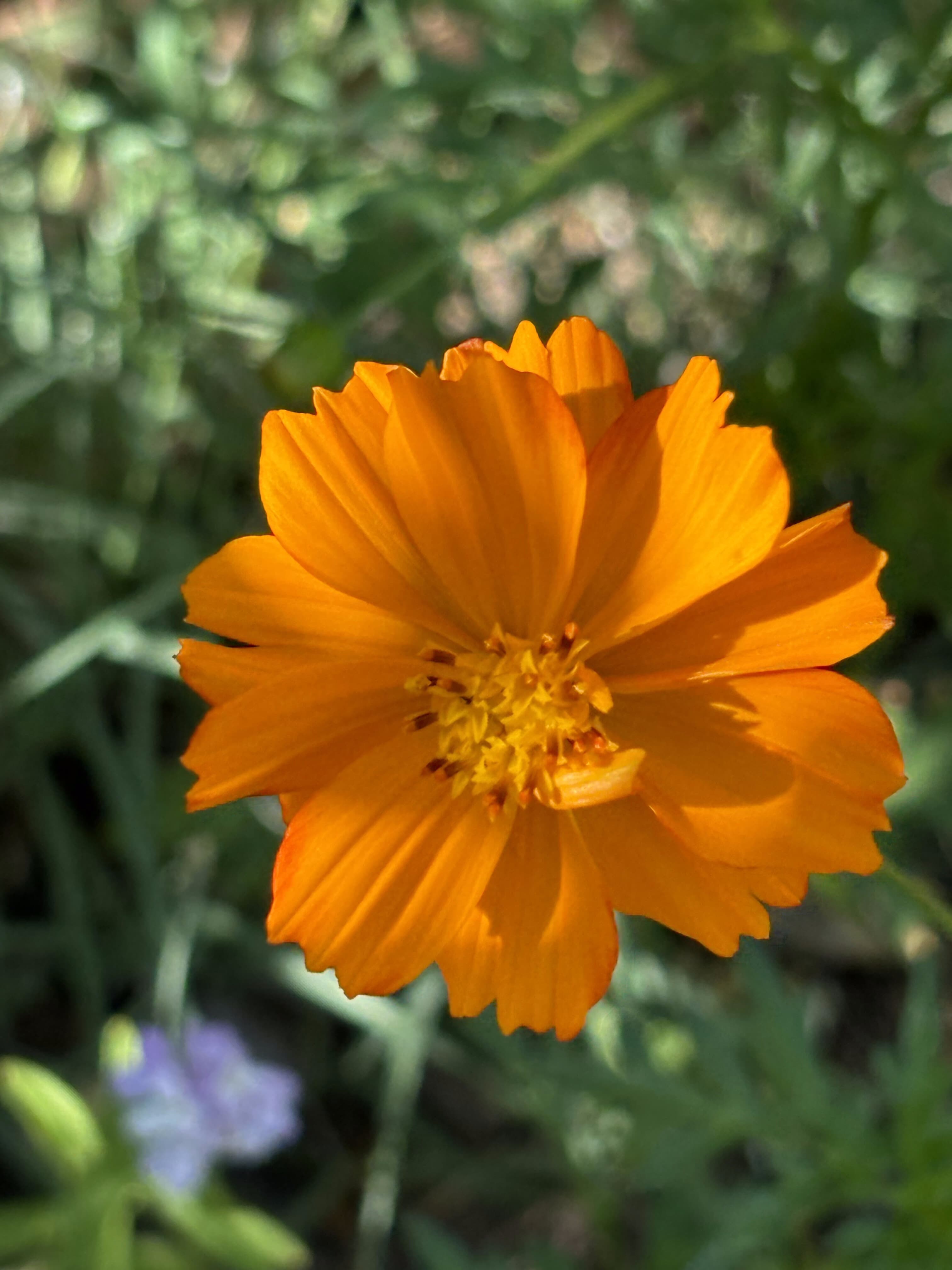 Orange flower in bloom