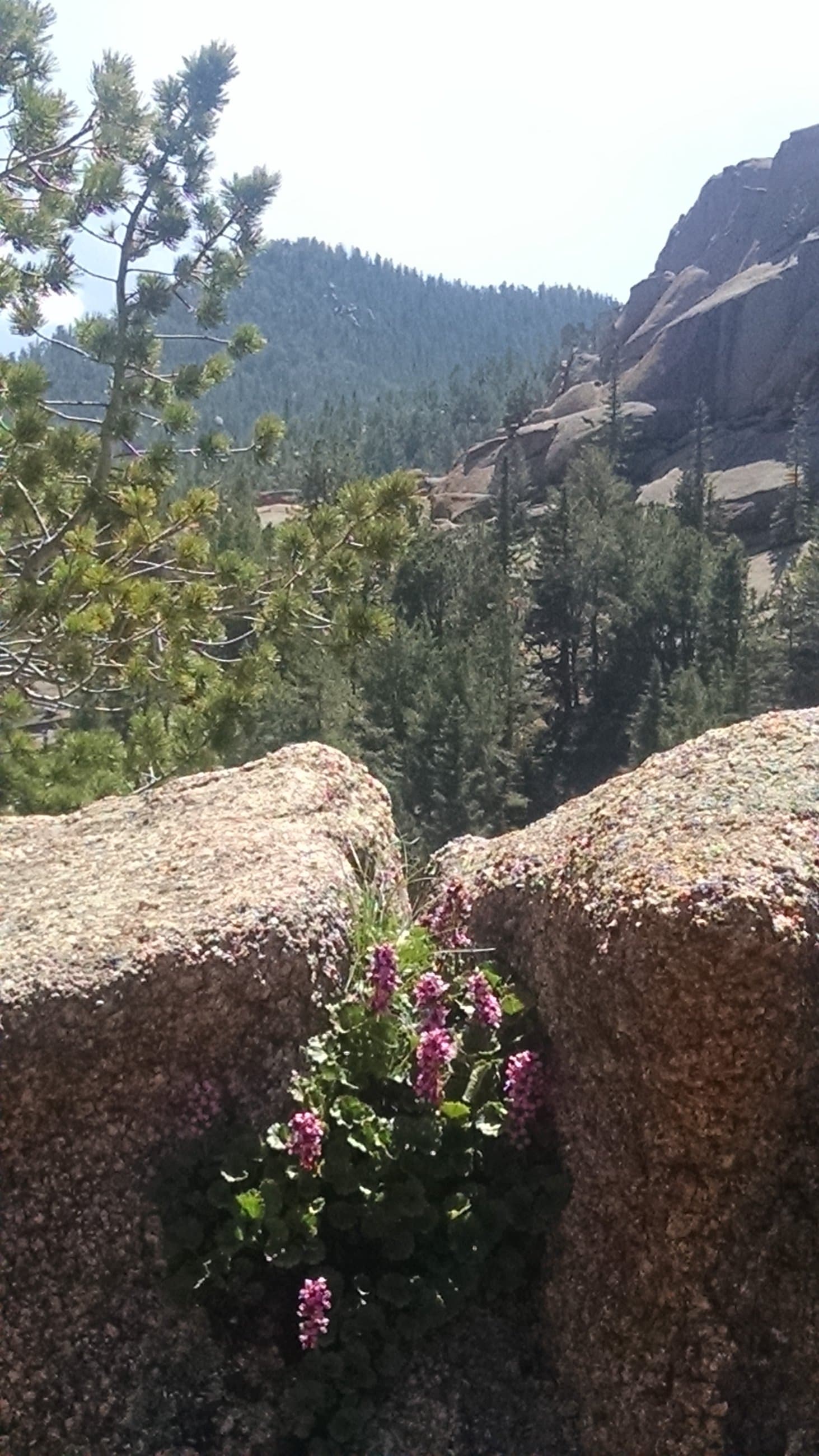 Pink wildflowers between rocks