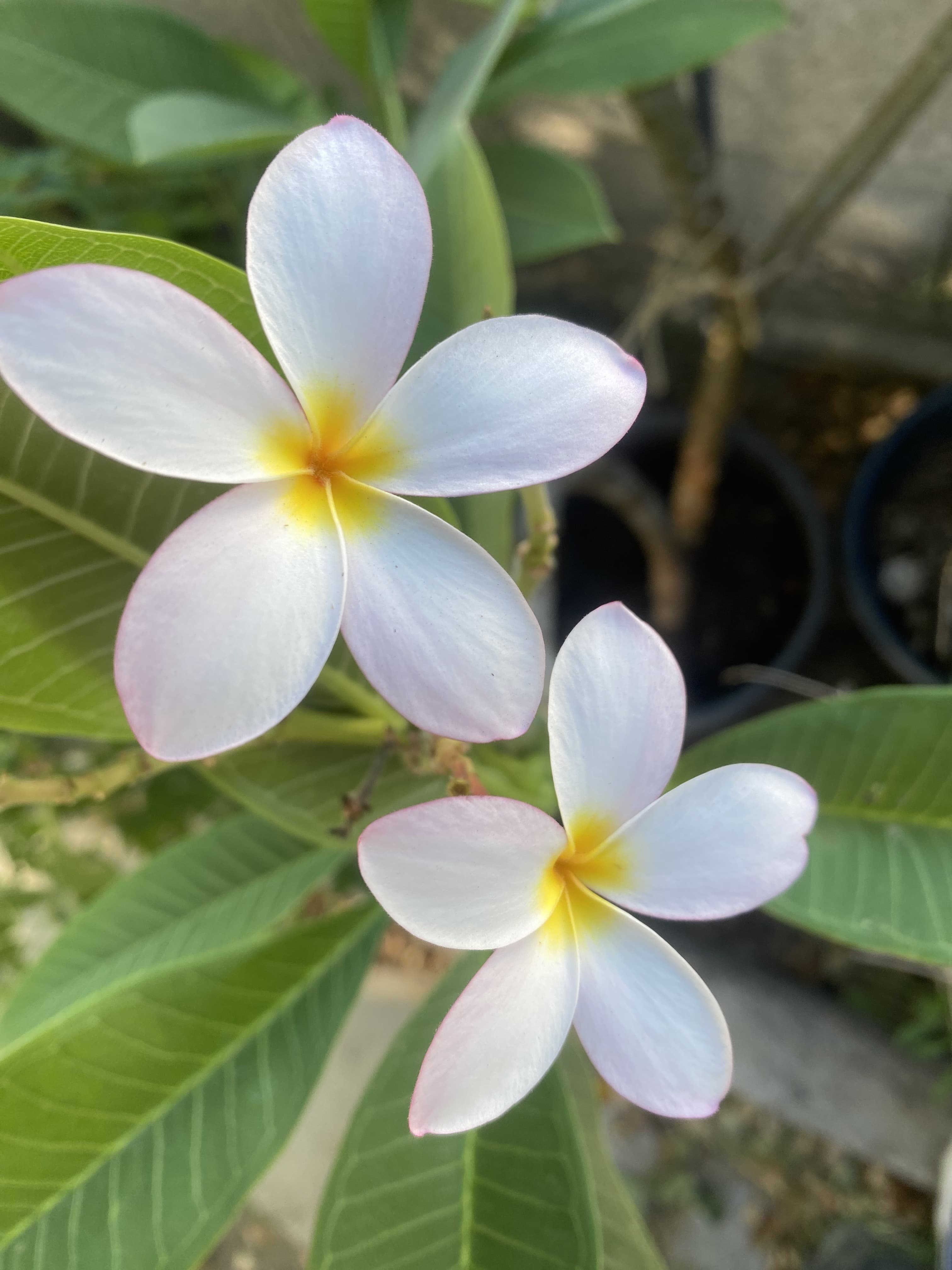 White plumeria flowers