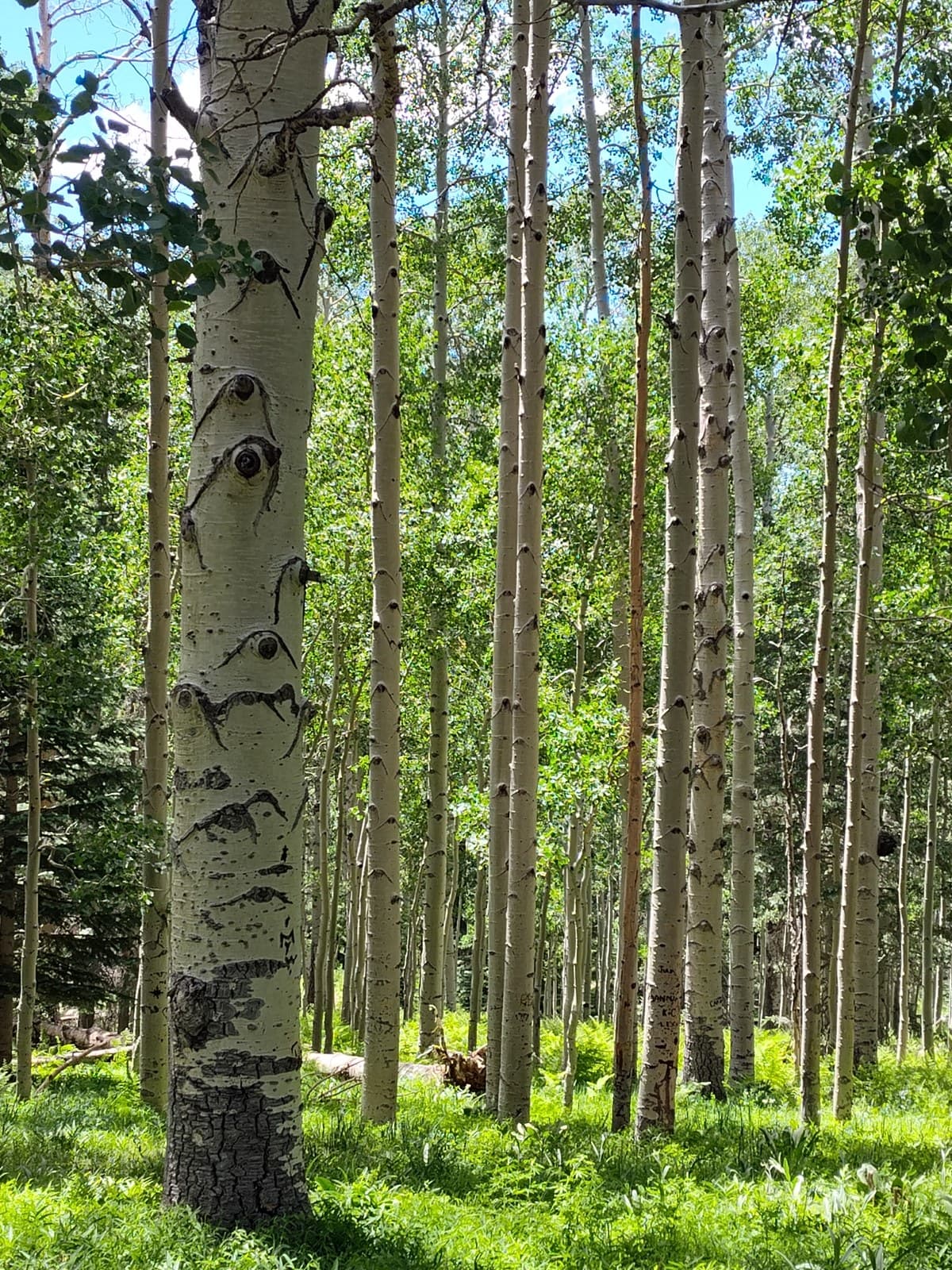 Aspen forest in fall colors
